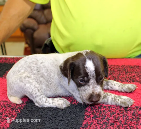 Jake – German Shorthaired Pointer puppy for sale in Gladwin, MI