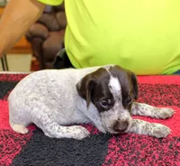 Jake, a male German Shorthaired Pointer for sale in Gladwin, MI – 1 of 1