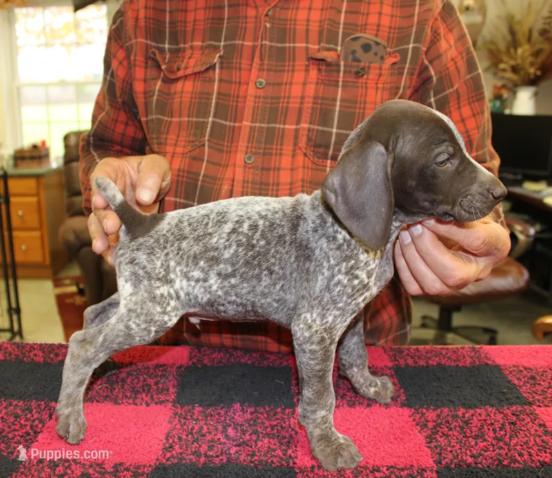 Max – German Shorthaired Pointer puppy for sale in Gladwin, MI