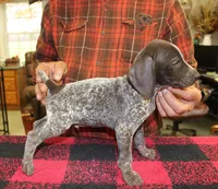 Max, a male German Shorthaired Pointer for sale in Gladwin, MI – 1 of 1