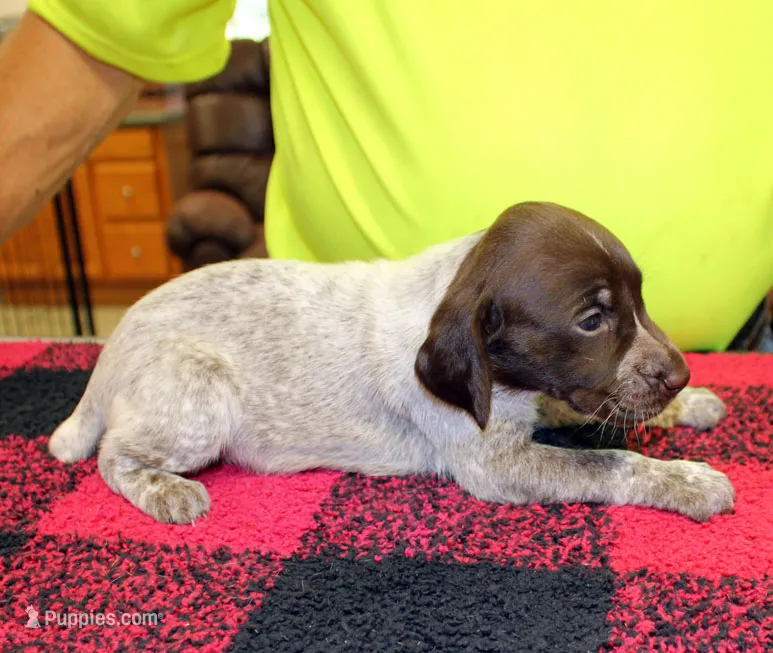 Sunny – German Shorthaired Pointer puppy for sale in Gladwin, MI