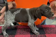 Holly, a female German Shorthaired Pointer for sale in Gladwin, MI – 1 of 1