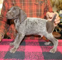 Zack, a male German Shorthaired Pointer for sale in Gladwin, MI – 1 of 1