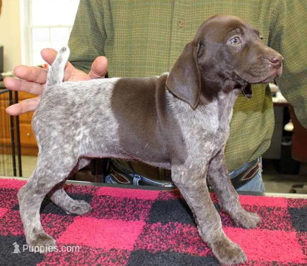 Sunny – German Shorthaired Pointer puppy for sale in Gladwin, MI