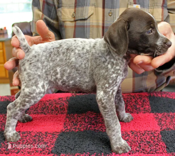 Lilly – German Shorthaired Pointer puppy for sale in Gladwin, MI