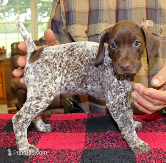 Mindy – German Shorthaired Pointer puppy for sale in Gladwin, MI
