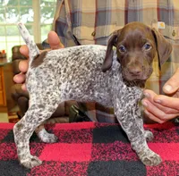 Mindy, a female German Shorthaired Pointer for sale in Gladwin, MI – 1 of 1