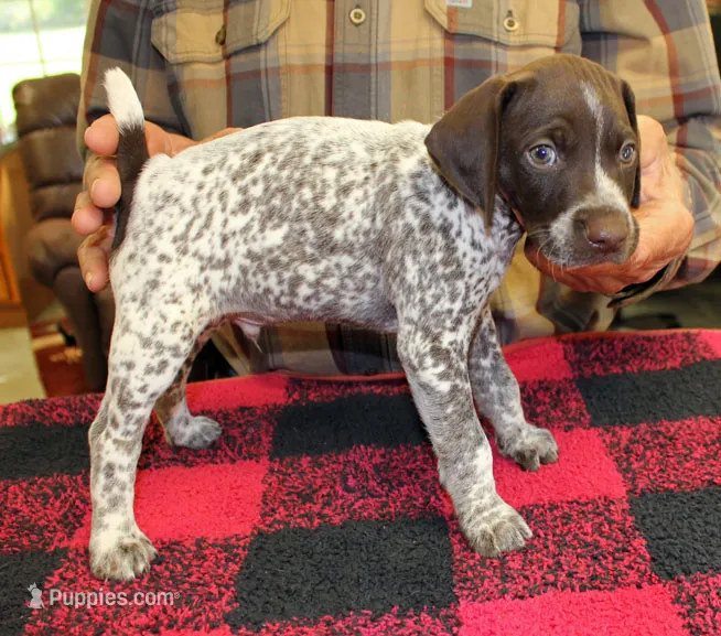 Jack – German Shorthaired Pointer puppy for sale in Gladwin, MI