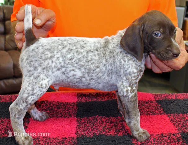 Jake – German Shorthaired Pointer puppy for sale in Gladwin, MI