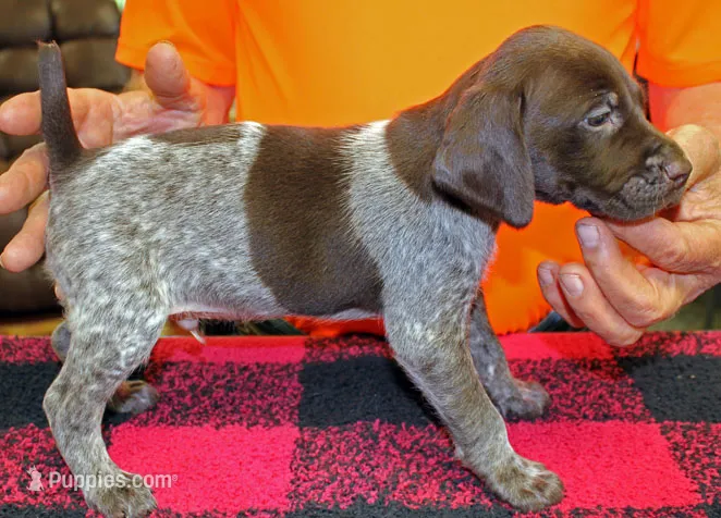 Ruger – German Shorthaired Pointer puppy for sale in Gladwin, MI