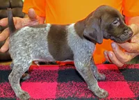 Ruger, a male German Shorthaired Pointer for sale in Gladwin, MI – 1 of 1