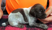 Sunny, a female German Shorthaired Pointer for sale in Gladwin, MI – 1 of 1