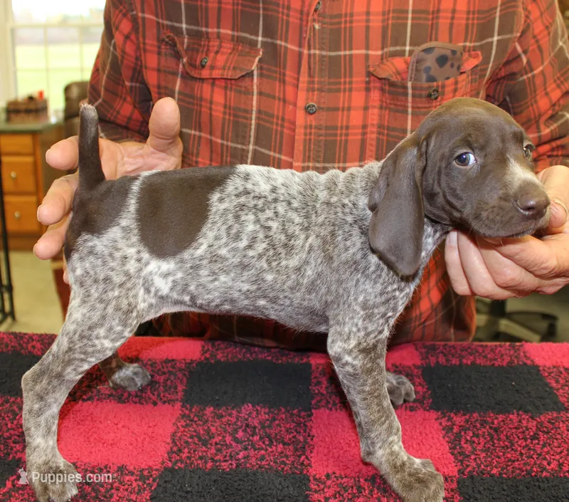 Star – German Shorthaired Pointer puppy for sale in Gladwin, MI