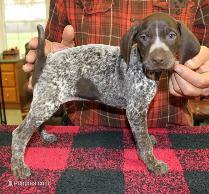 Lilly – German Shorthaired Pointer puppy for sale in Gladwin, MI