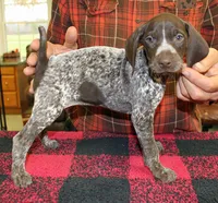 Lilly, a female German Shorthaired Pointer for sale in Gladwin, MI – 1 of 1