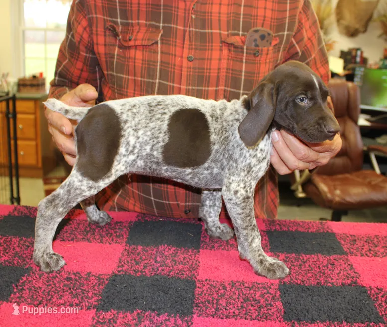 Rev – German Shorthaired Pointer puppy for sale in Gladwin, MI