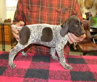 Rev, a male German Shorthaired Pointer for sale in Gladwin, MI – 1 of 1