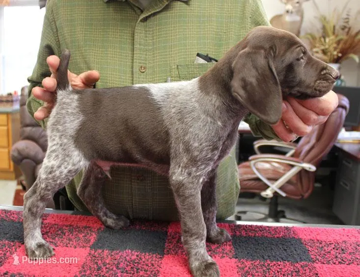 Max – German Shorthaired Pointer puppy for sale in Gladwin, MI