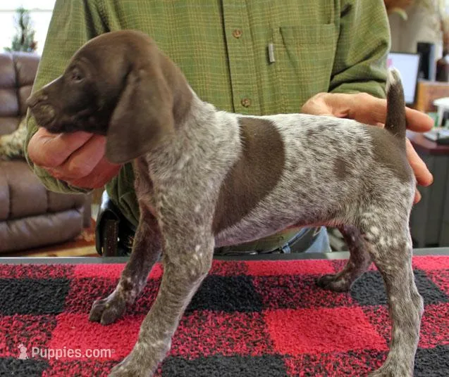 Libby – German Shorthaired Pointer puppy for sale in Gladwin, MI