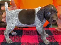 Rex, a male German Shorthaired Pointer for sale in Gladwin, MI – 1 of 1