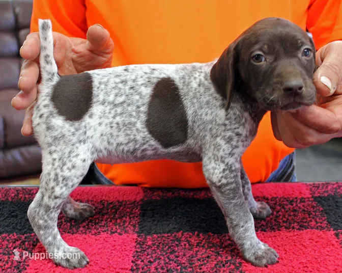 Lacey – German Shorthaired Pointer puppy for sale in Gladwin, MI