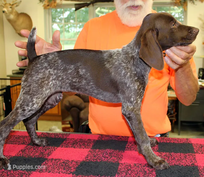 Sunny – German Shorthaired Pointer puppy for sale in Gladwin, MI