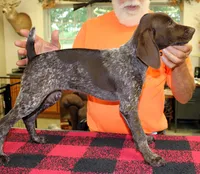 Sunny, a female German Shorthaired Pointer for sale in Gladwin, MI – 1 of 1