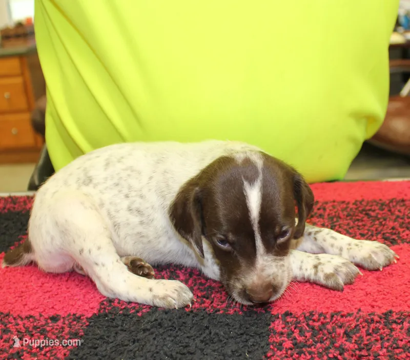 Max – German Shorthaired Pointer puppy for sale in Gladwin, MI