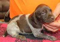 Holly, a female German Shorthaired Pointer for sale in Gladwin, MI – 1 of 1
