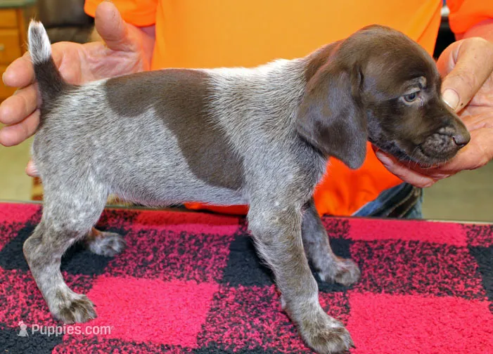 Sunny – German Shorthaired Pointer puppy for sale in Gladwin, MI