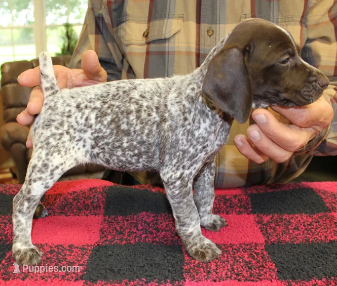 Missy – German Shorthaired Pointer puppy for sale in Gladwin, MI