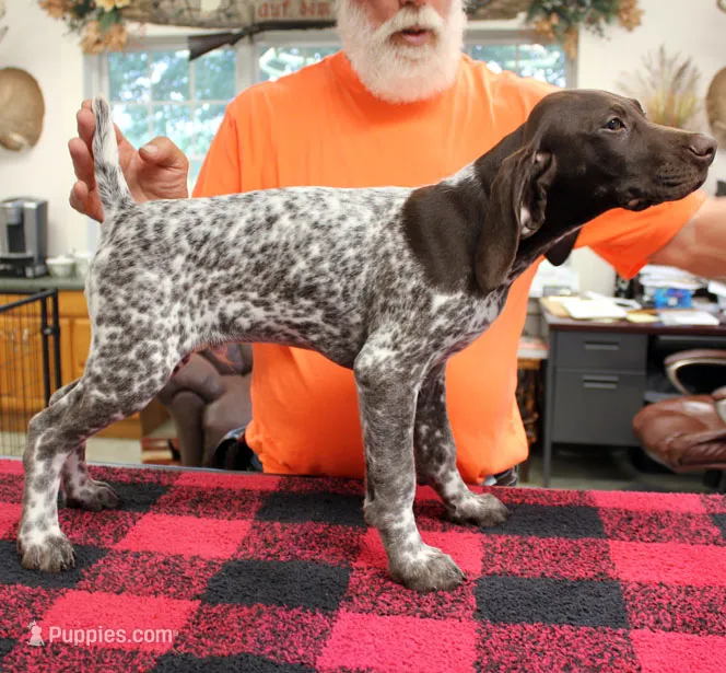 Max – German Shorthaired Pointer puppy for sale in Gladwin, MI
