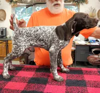 Max, a male German Shorthaired Pointer for sale in Gladwin, MI – 1 of 1