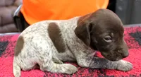 Llibby, a female German Shorthaired Pointer for sale in Gladwin, MI – 1 of 1