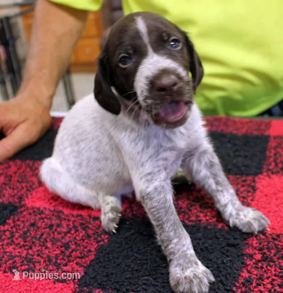 Jack – German Shorthaired Pointer puppy for sale in Gladwin, MI