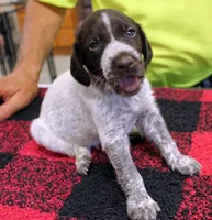 Jack, a male German Shorthaired Pointer for sale in Gladwin, MI – 1 of 1