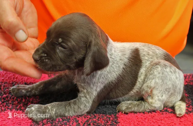 Lacey – German Shorthaired Pointer puppy for sale in Gladwin, MI