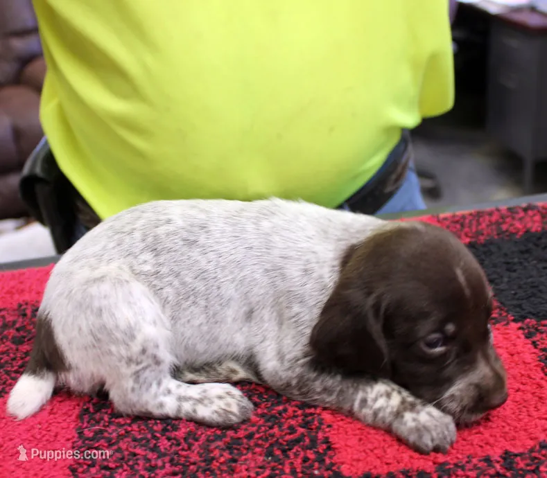 Lily – German Shorthaired Pointer puppy for sale in Gladwin, MI