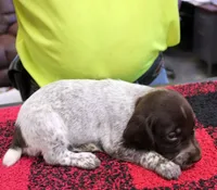 Lily, a female German Shorthaired Pointer for sale in Gladwin, MI – 1 of 1