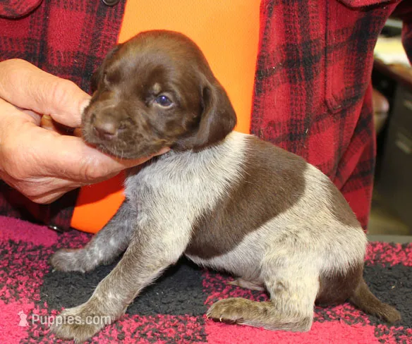 Max – German Shorthaired Pointer puppy for sale in Gladwin, MI