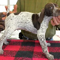 Jack, a male German Shorthaired Pointer for sale in Gladwin, MI – 1 of 1