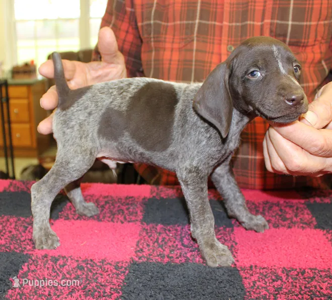 Jack – German Shorthaired Pointer puppy for sale in Gladwin, MI