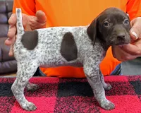 Lacey, a female German Shorthaired Pointer for sale in Gladwin, MI – 1 of 1