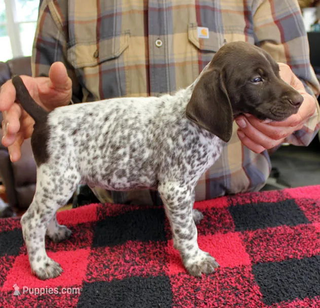 Max – German Shorthaired Pointer puppy for sale in Gladwin, MI