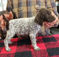 Max, a male German Shorthaired Pointer for sale in Gladwin, MI – 1 of 1