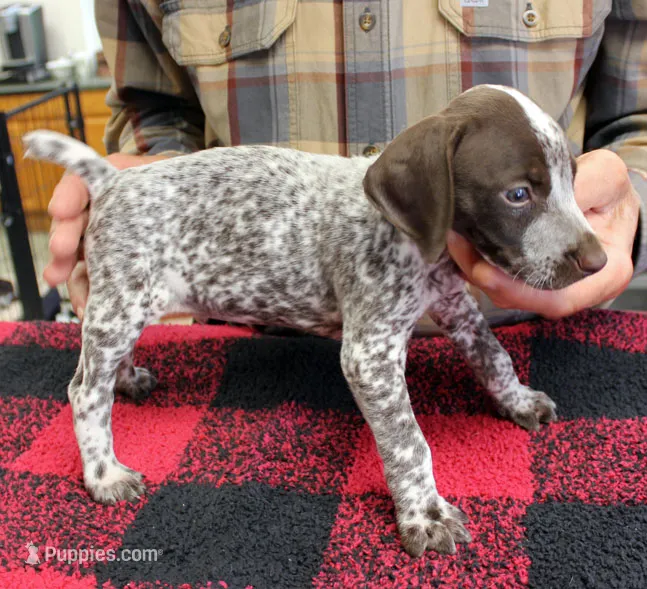 Buddy – German Shorthaired Pointer puppy for sale in Gladwin, MI