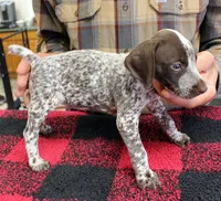 Buddy, a male German Shorthaired Pointer for sale in Gladwin, MI – 1 of 1