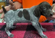 Max – German Shorthaired Pointer puppy for sale in Gladwin, MI