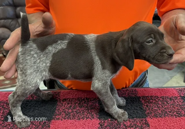 Holly – German Shorthaired Pointer puppy for sale in Gladwin, MI