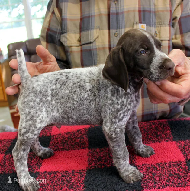 Rev – German Shorthaired Pointer puppy for sale in Gladwin, MI